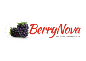 tezulas – berrynova